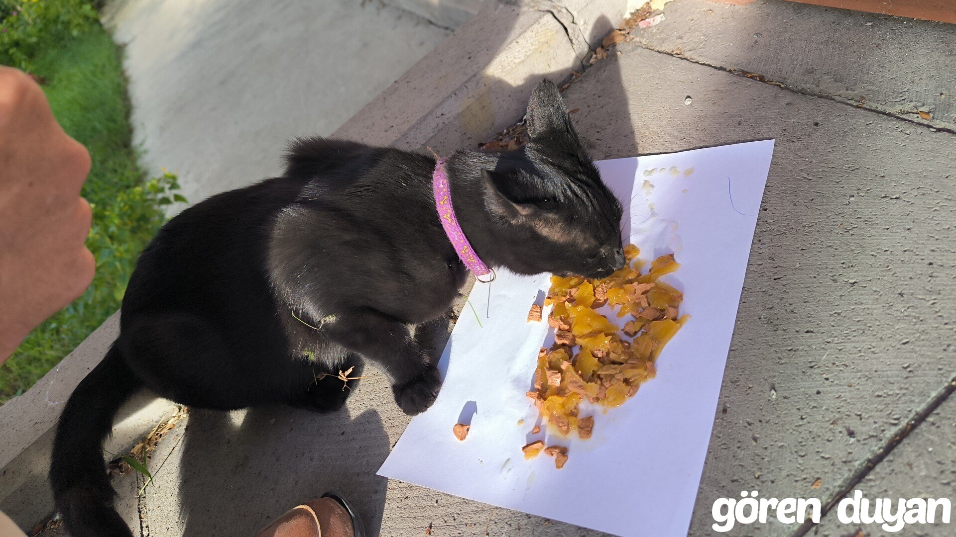 Kayıp siyah kedi