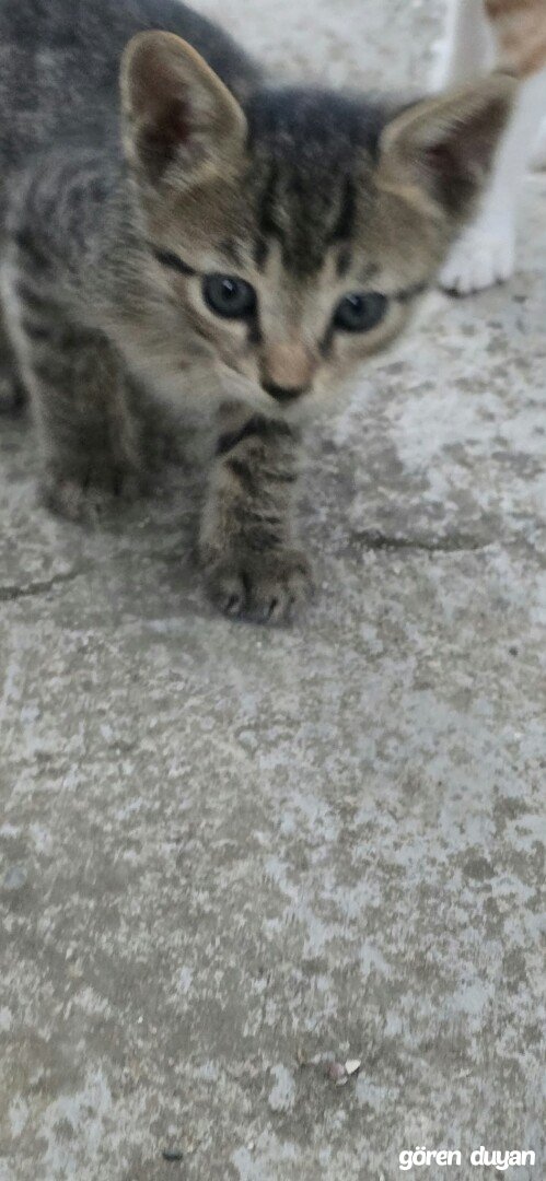 Adana - Kayıp Yavru Kedi