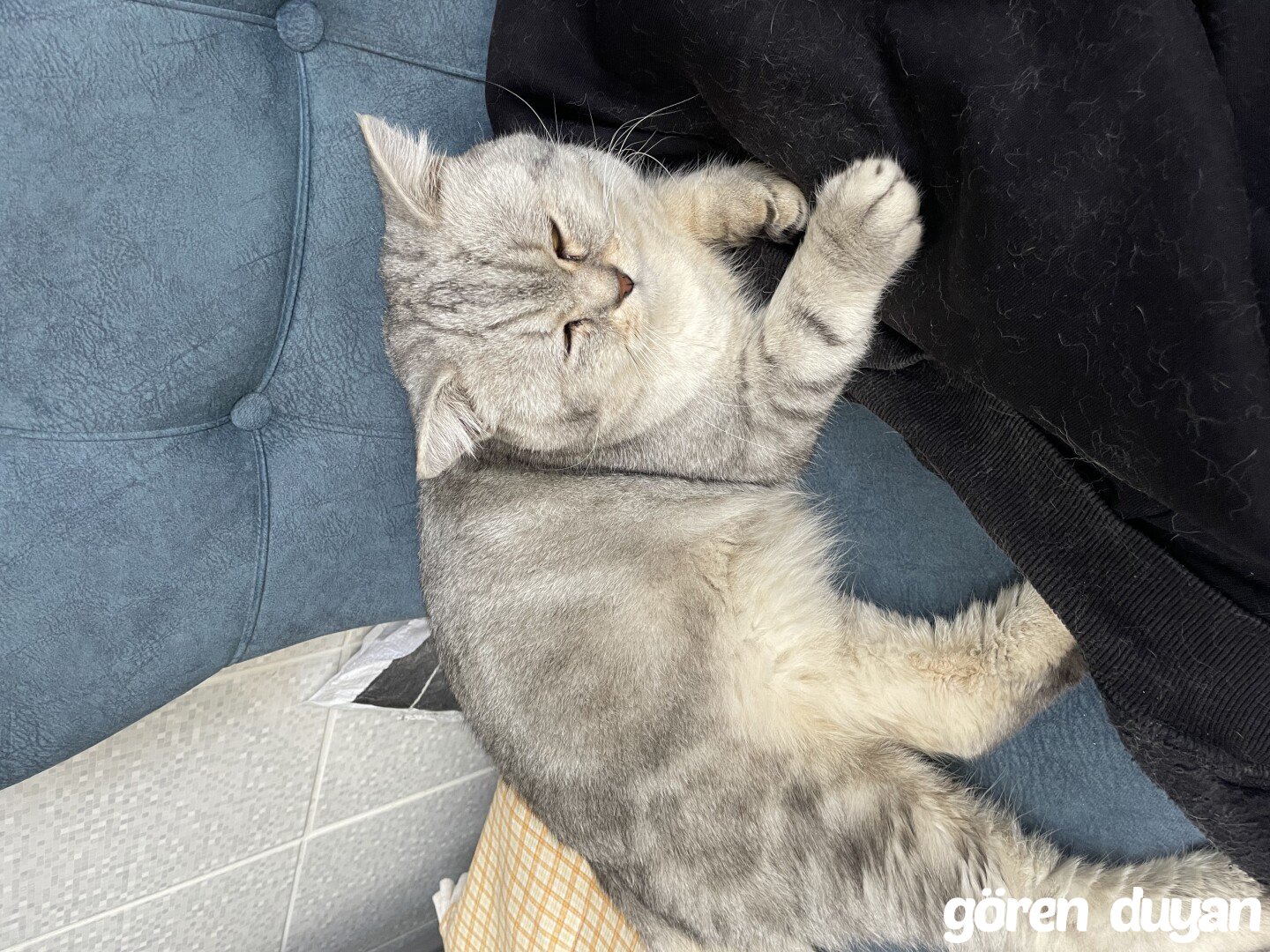 Kayıp kedi küçükçekmece yeşilova