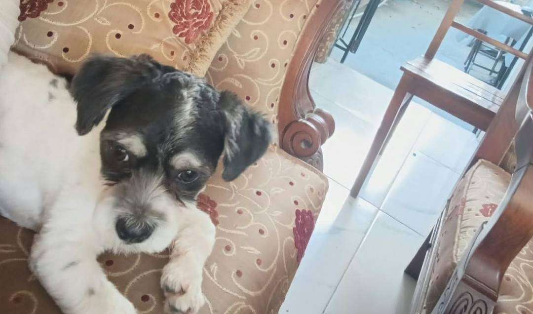 köpeğim kayıp 2 gündür en son 78 sokak civarı görüldü Olcay marketin karsısında görmüşler siyah beyaz 6 aylık getirene odül düsünürüz para ödulü misal