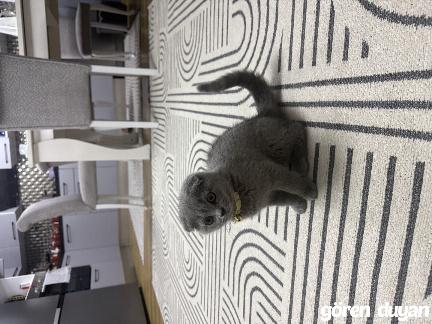 Kayıp kedi adana