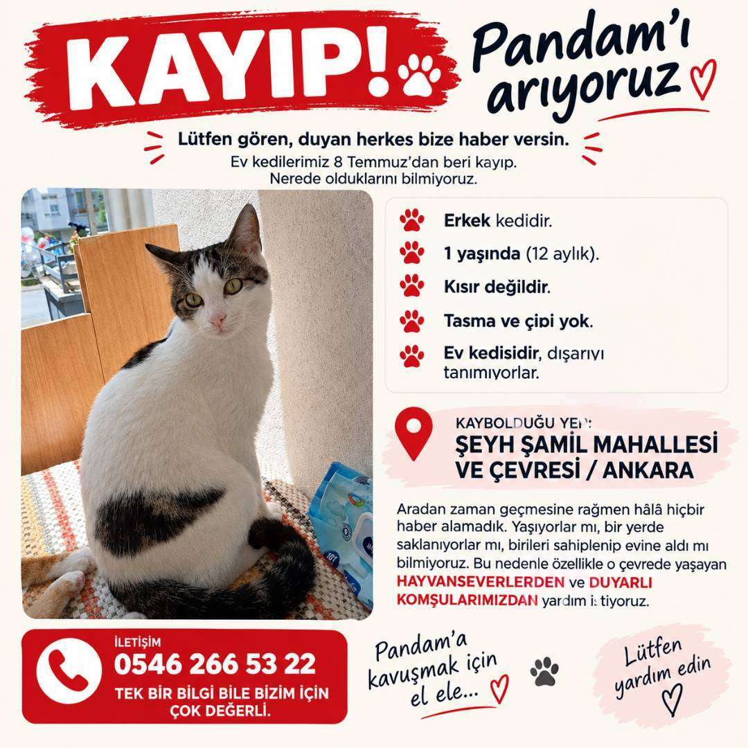 KAYIP KEDİ