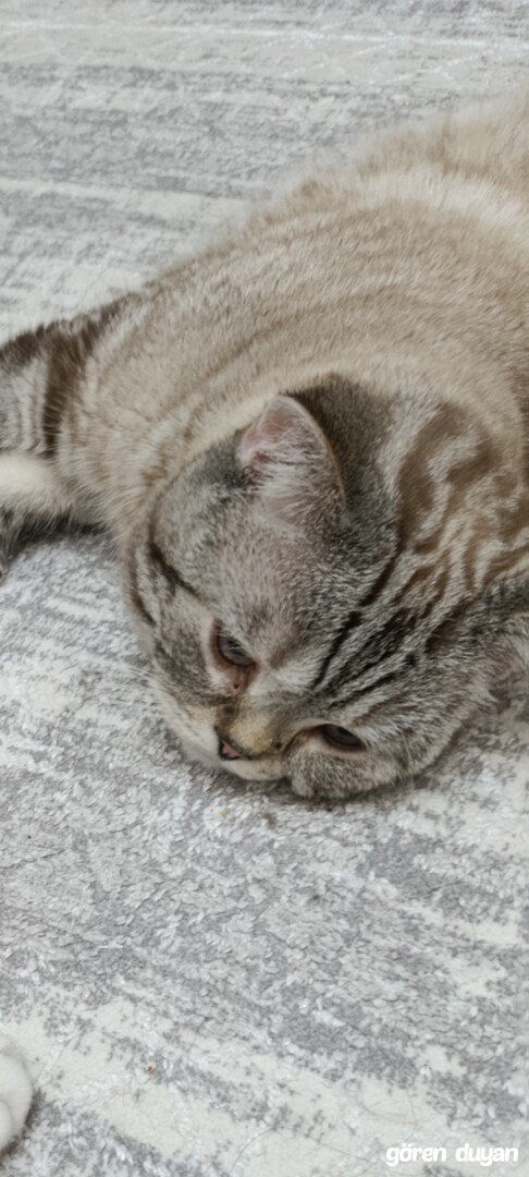 Kayıp Kedi pars (29.09.2026)
