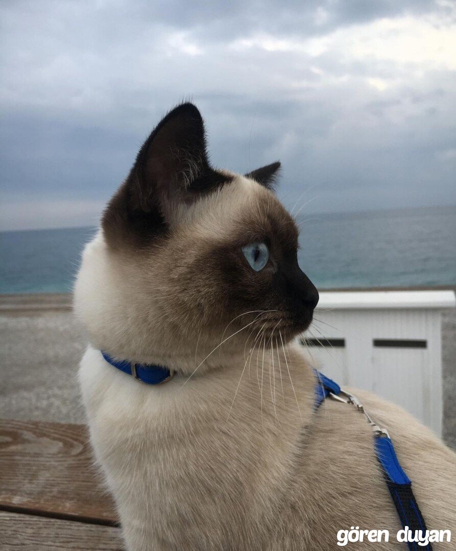 🚨 KAYIP KEDİ – TİNA 🚨