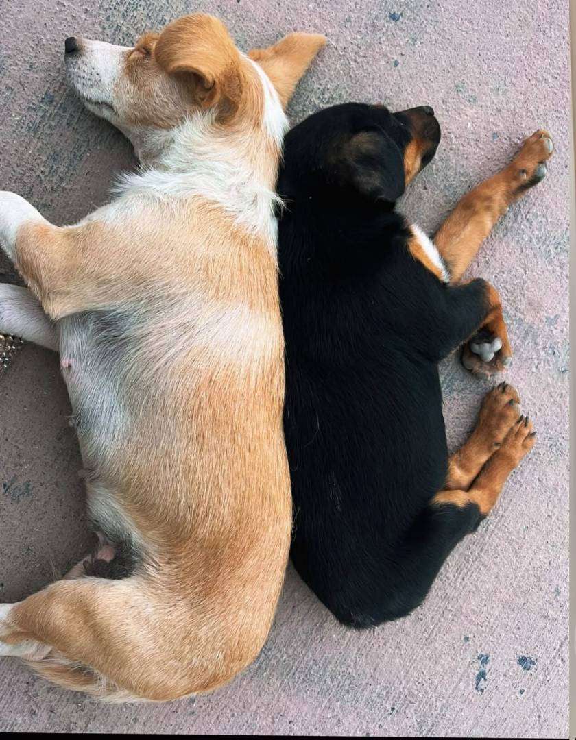 kocaeli başiskele yaylacık mah. fabrikadan kaybolan köpeklerimiz