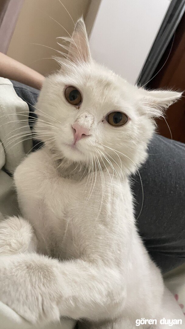 Sahibi Aranıyor: Kedi (28.09.2026) SARIGÜLLÜK Mah.Bulunmuştur