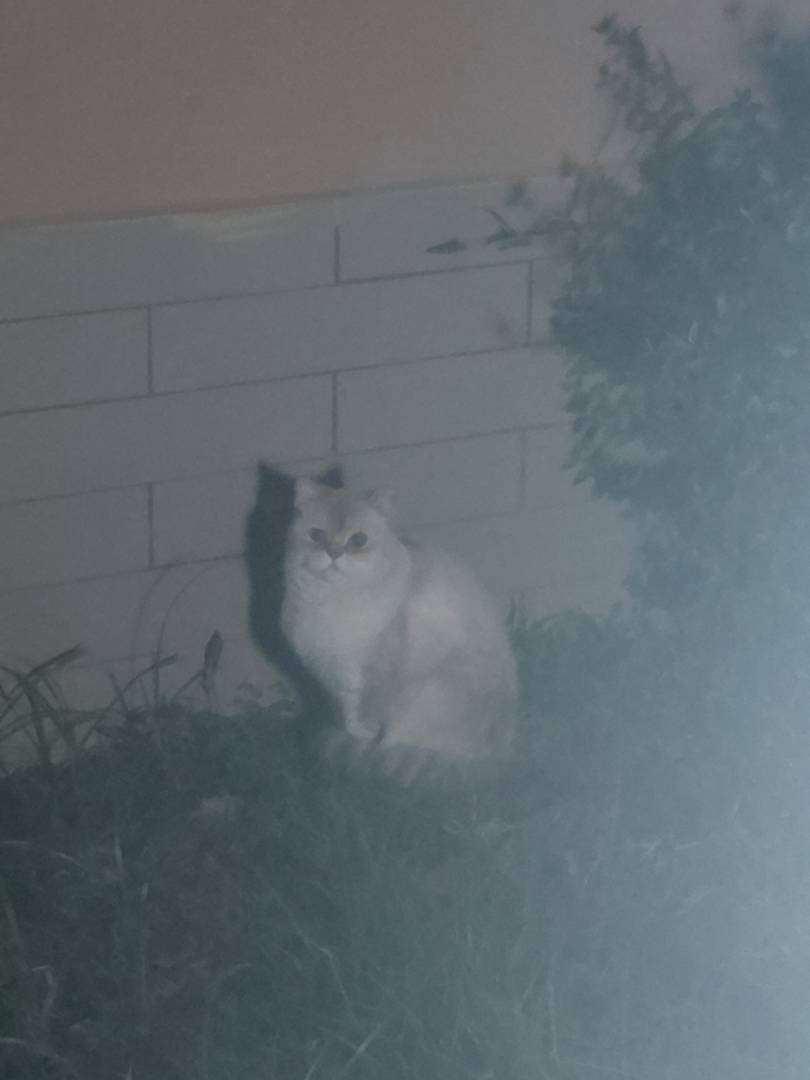 kayıp kedi