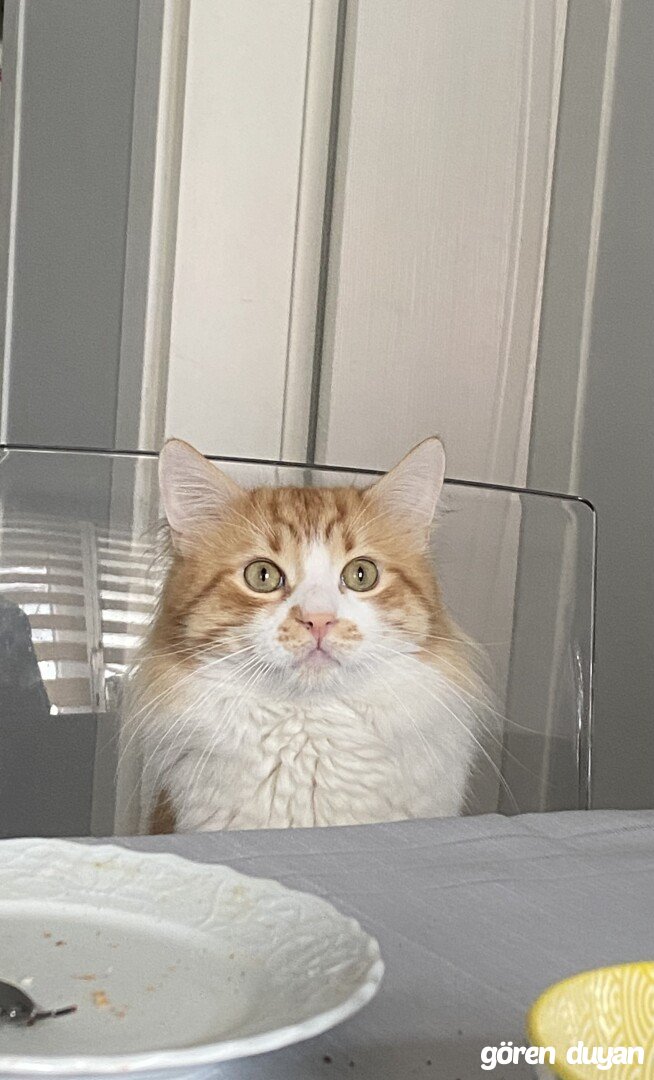 Kayıp Kedi - Beykoz