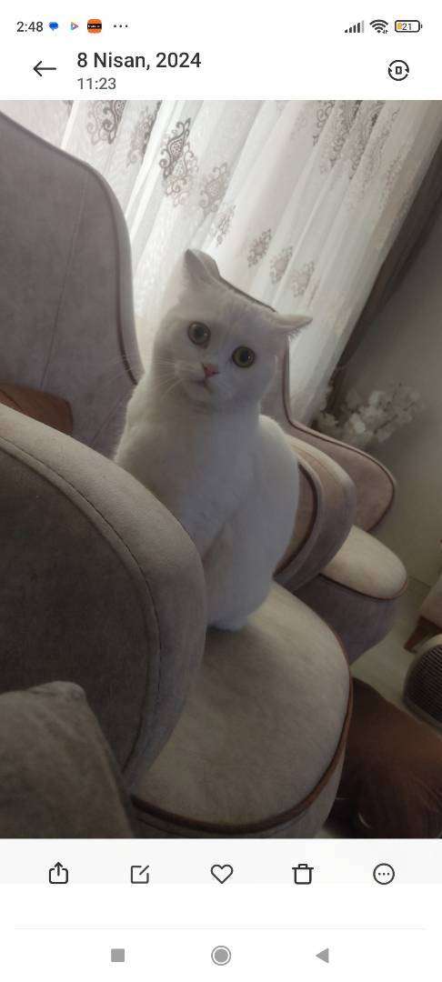 Kayıp Kedi (28.08.2026)