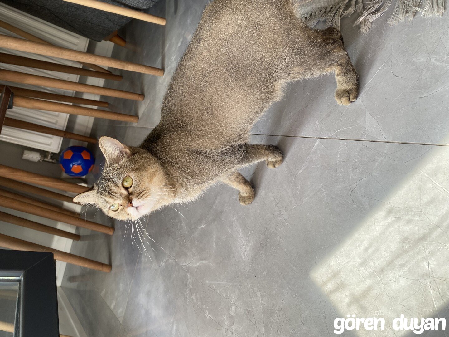 Gaziantep-Şahinbey Konak mahallesi kedimiz molly kayıp