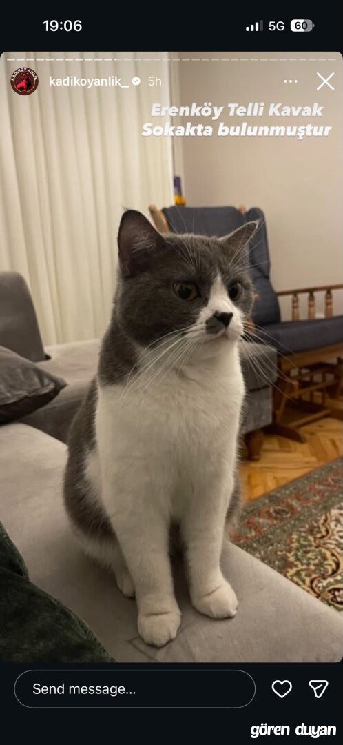 Sahibi Aranıyor: Kedi (26.09.2026)