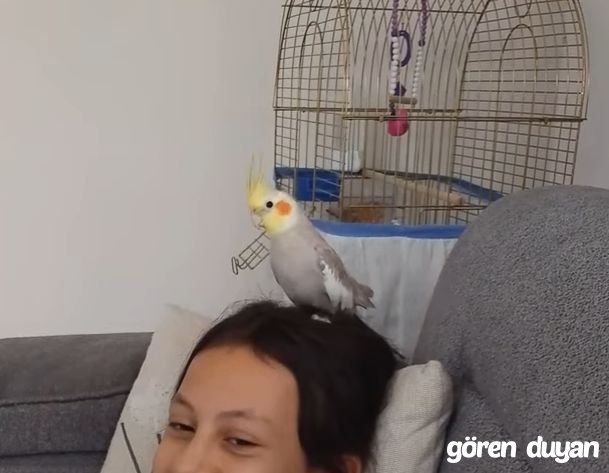 Kayıp Papağan (03.10.2026)