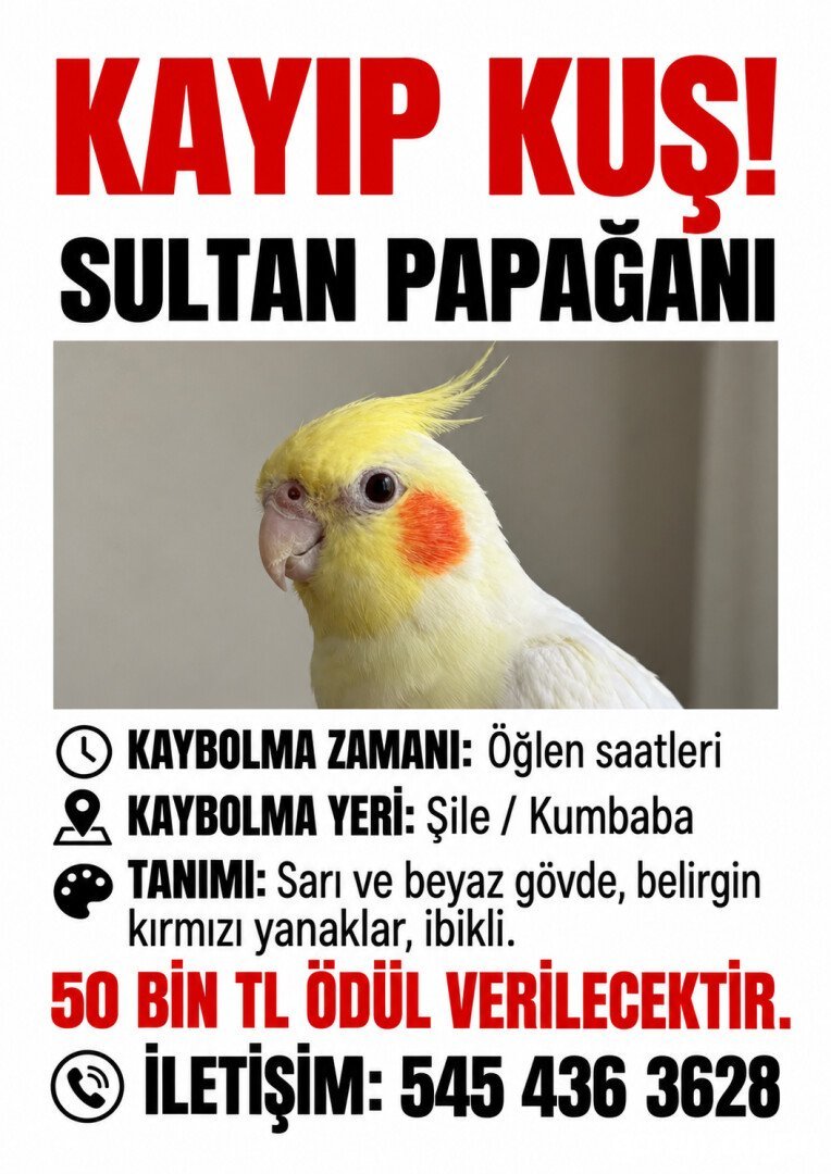 kayıp papağan- Şile