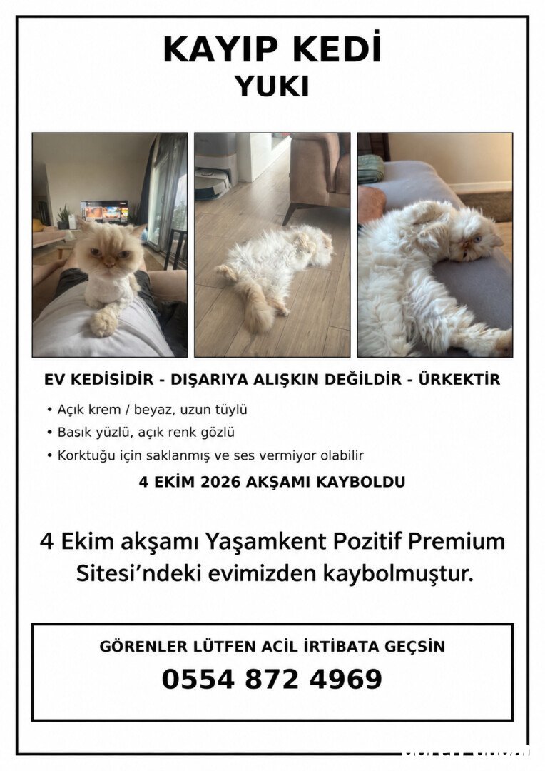 Kedimiz  Yuki Kayıp