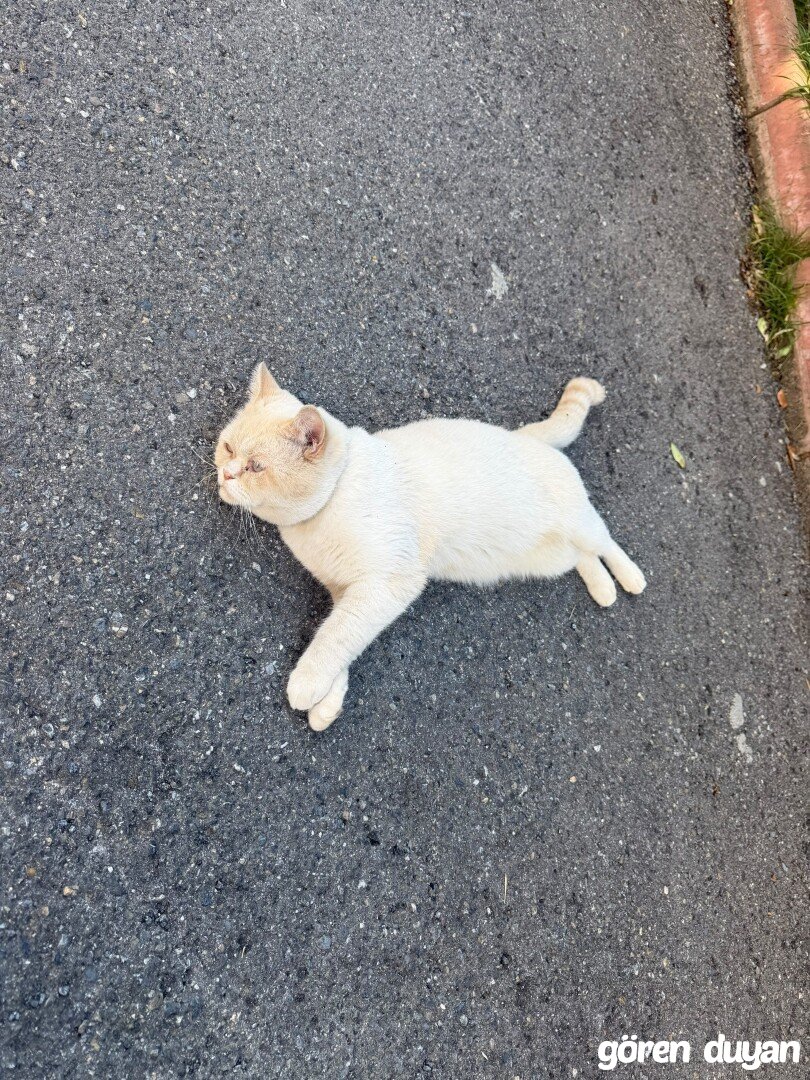 Kayıp kedi beykoz