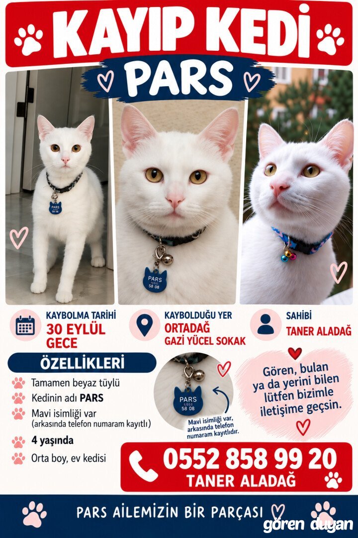 Pars Kayıp Kedi