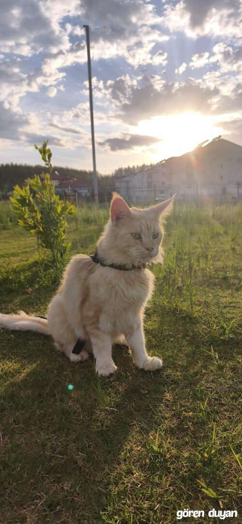kayıp kedi seydikemer