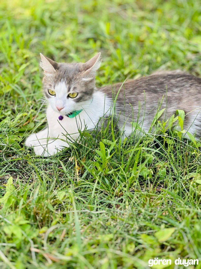 Kayip kedi istanbul gaziosman