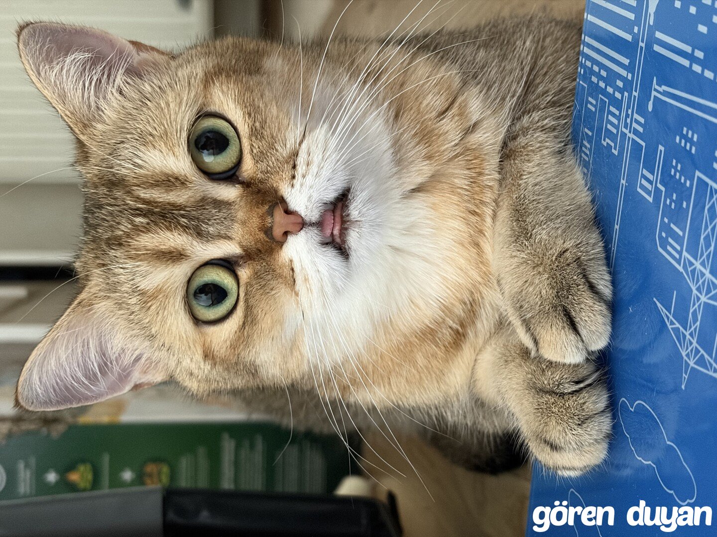 KAYIP KEDİ PENDİK ÇAMÇEŞME