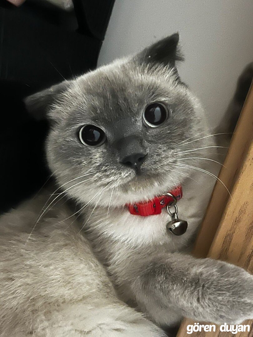 Sahibi Aranıyor: Kedi (5.10.2026)
