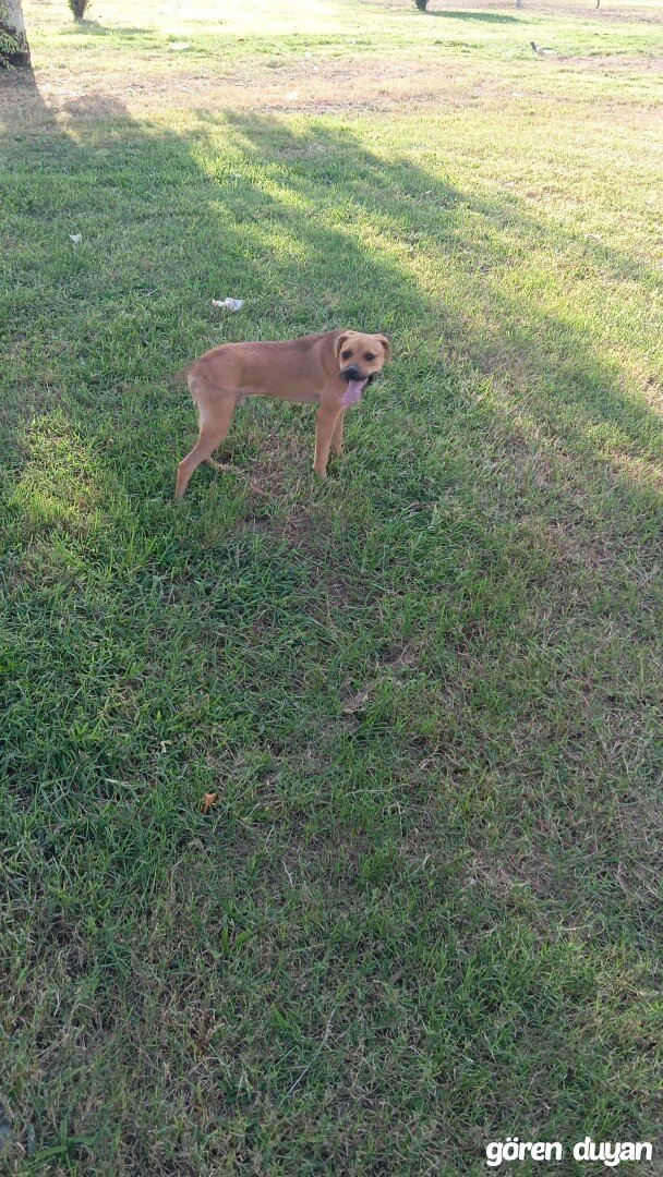 Kayıp Köpek (06.10.2026)
