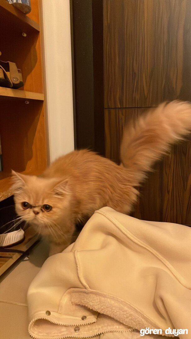BAĞÇEŞME KAYIP İRAN KEDİSİ