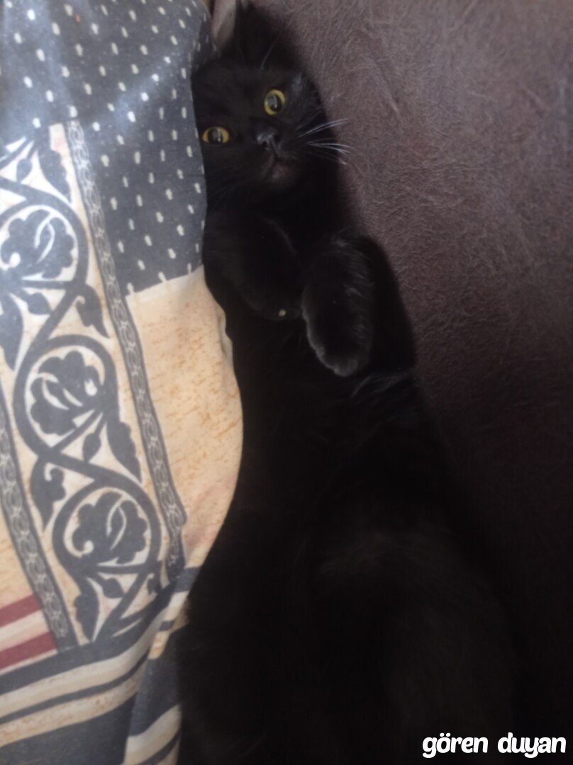 Kayıp kedi ~Zeytinburnu