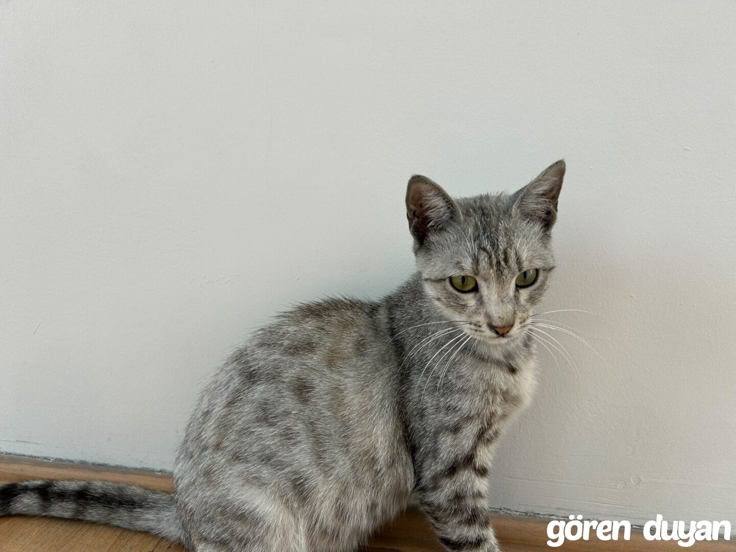 Kayıp Kedi - İstanbul/Bayrampaşa/Muratpaşa