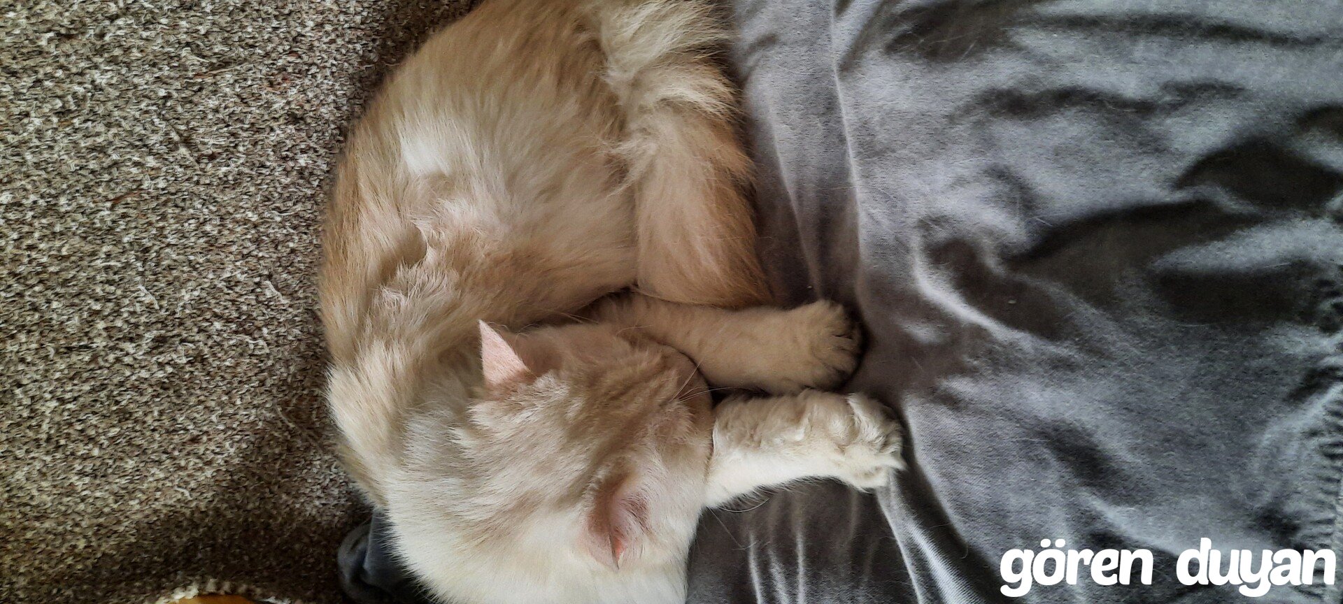 Kayıp Kedi (07.10.2026)