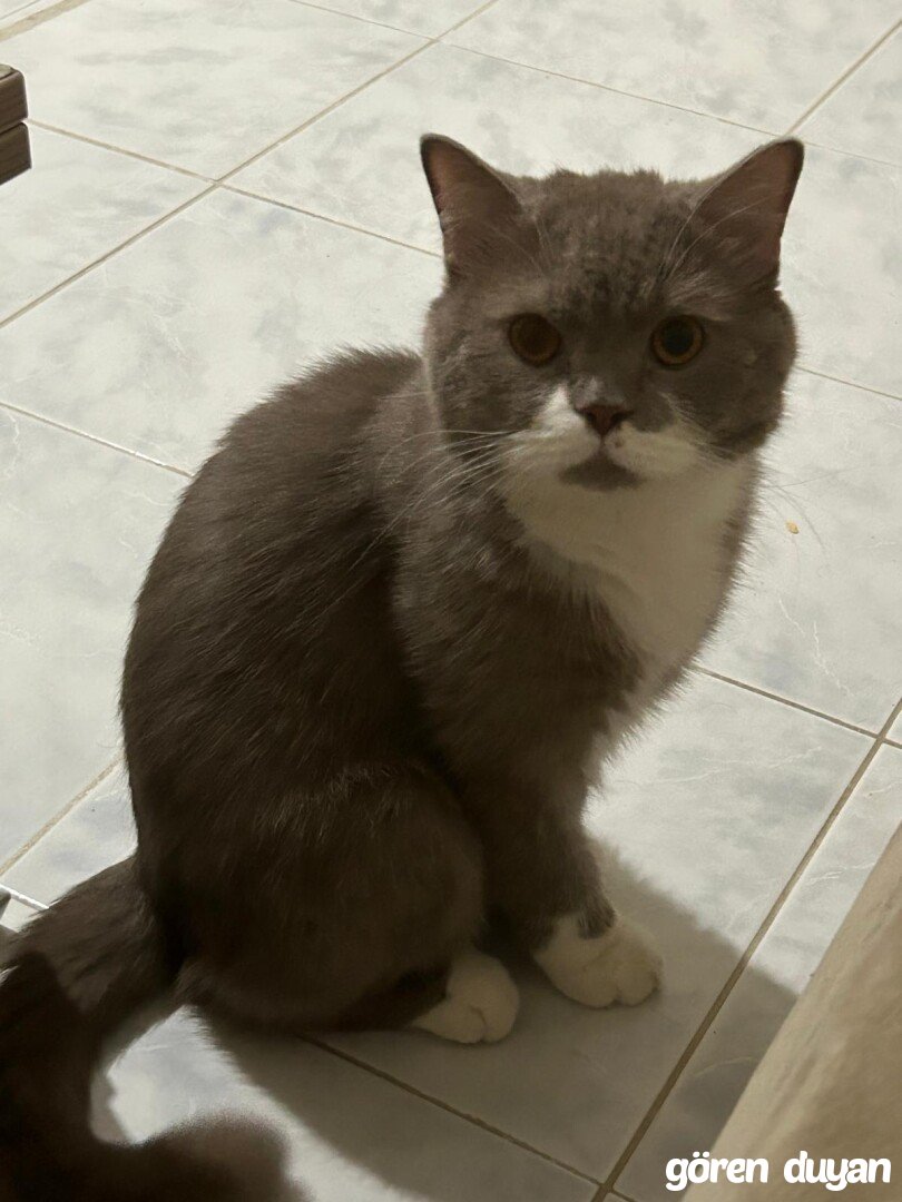 Kayıp Kedi (05.10.2026)