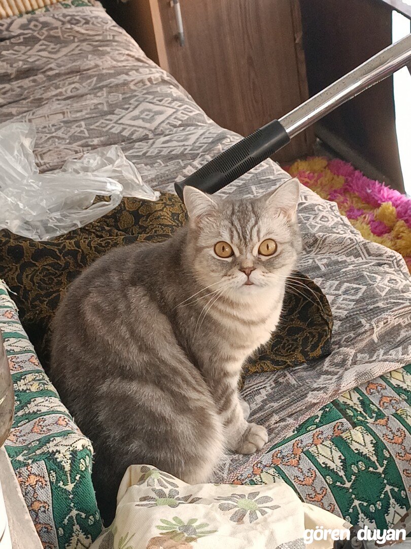 Kayıp Kedi Bursa