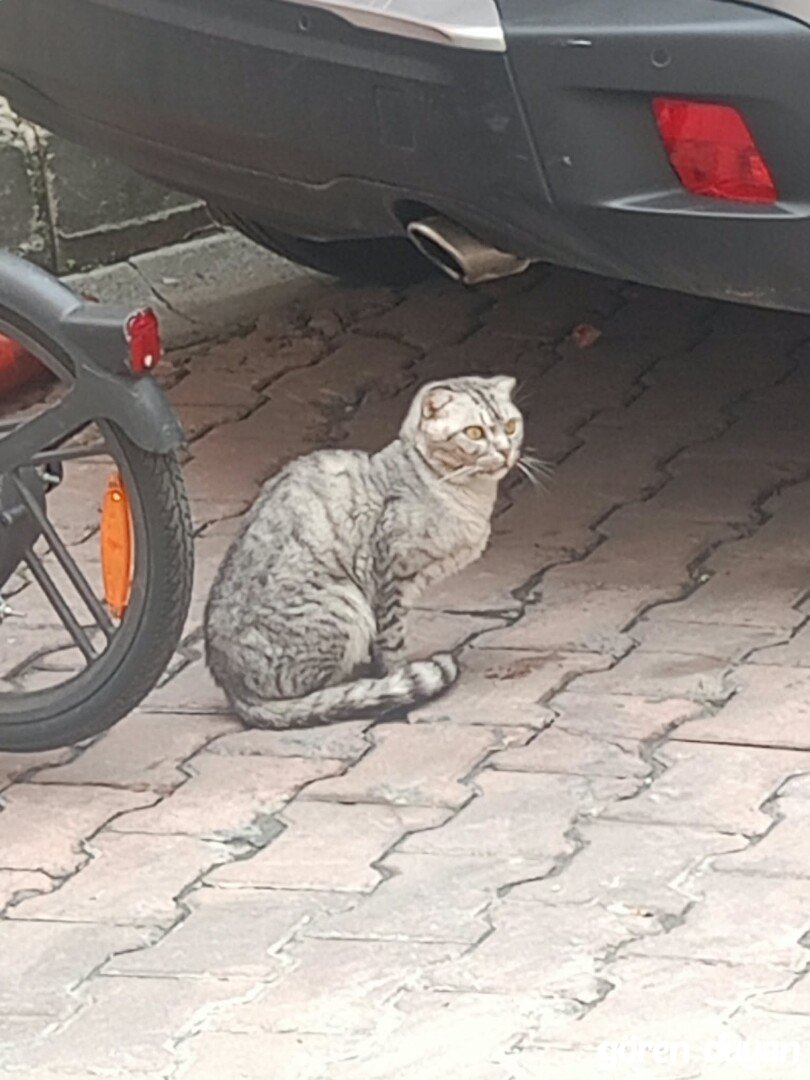 Muhtemel kaçmış kedi beşiktaş vişnezade