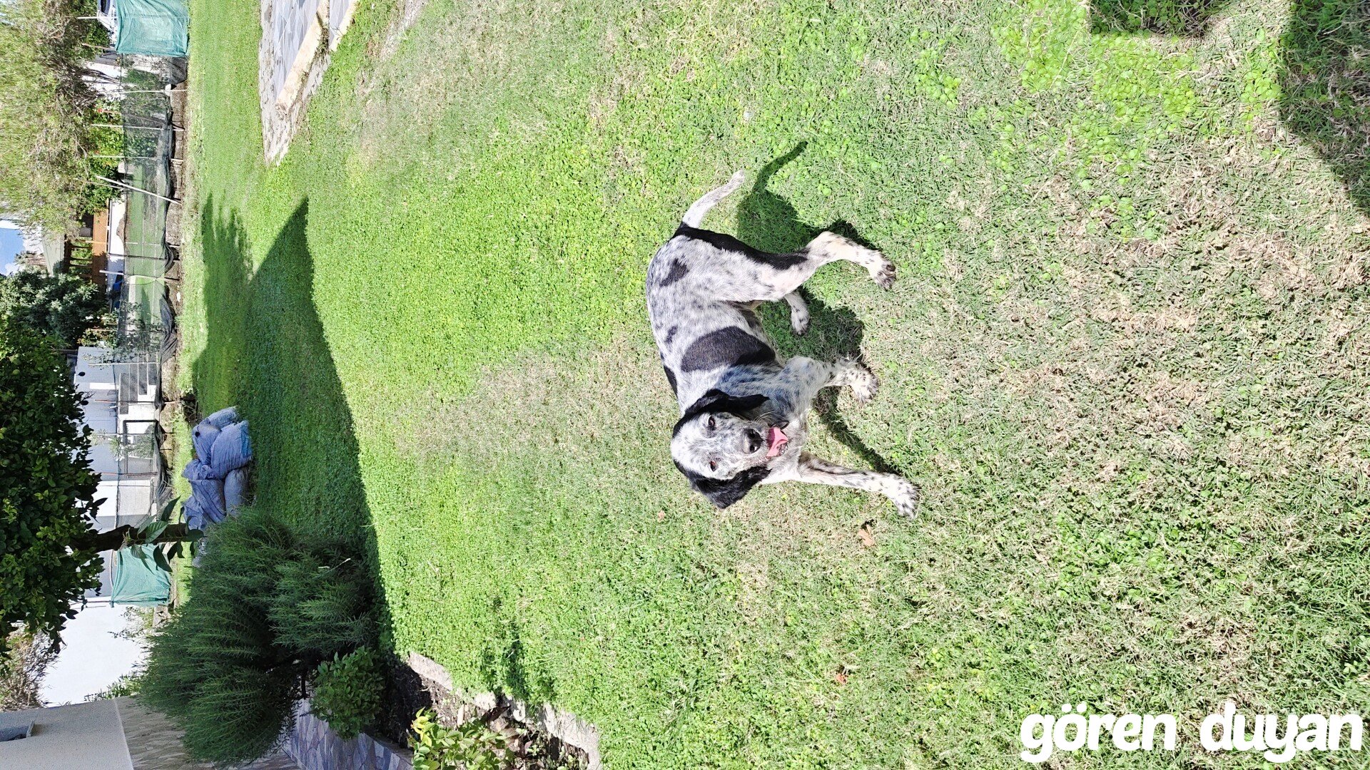 Kayıp köpek, Ceyhan Birkent