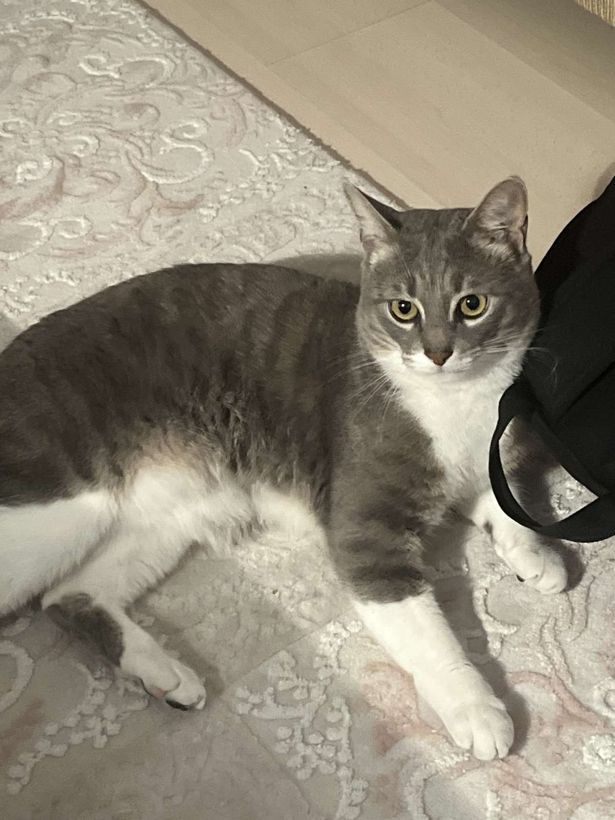 Eskişehir yıldıztepe mahallesi kayıp kedi