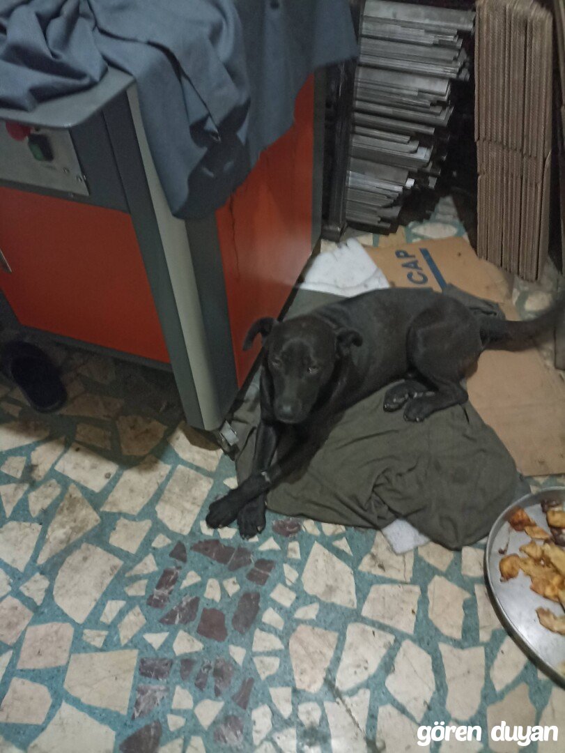 Kayıp Köpek (16.10.2025)