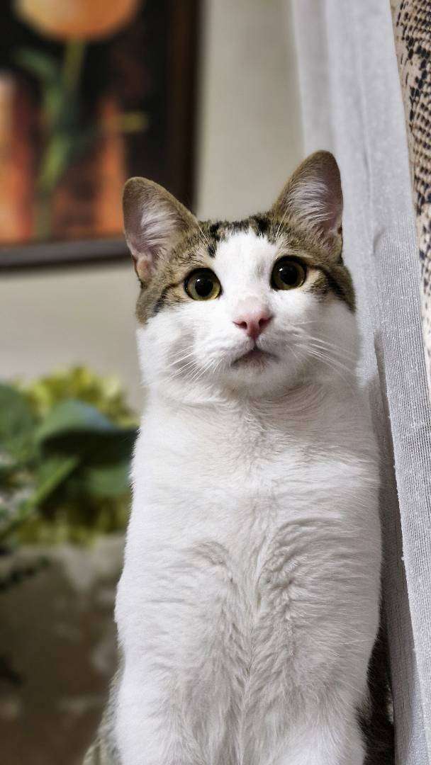 KEDİMİZ KAYIP / KÇEKMECE