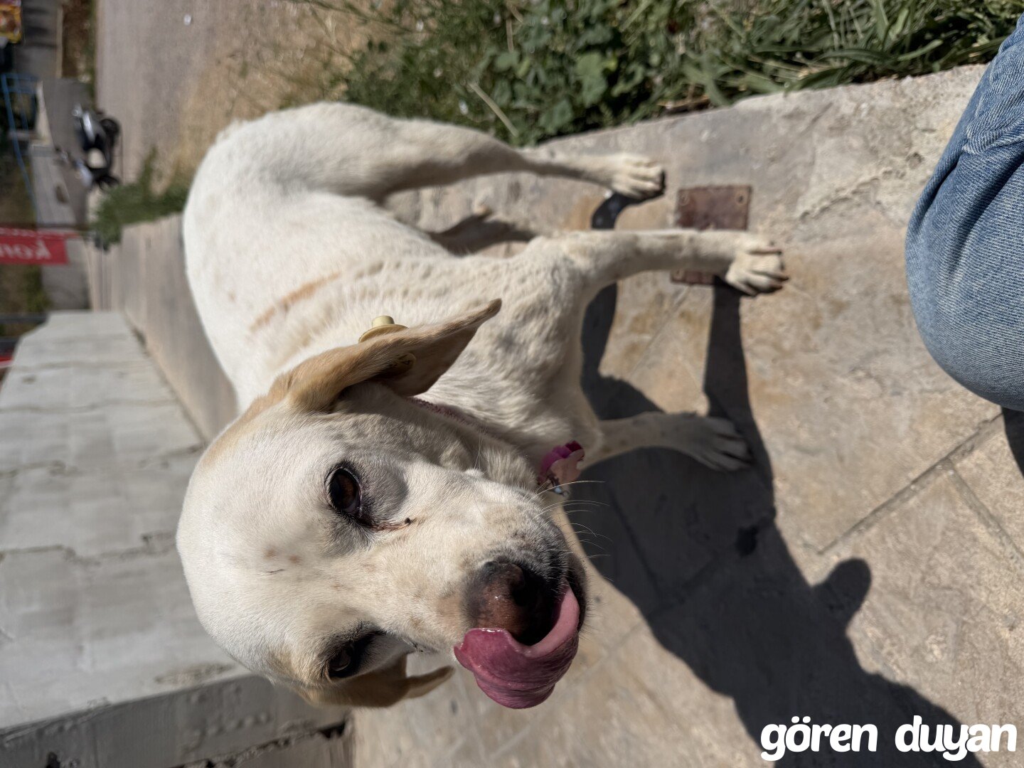 Kayıp Köpek-Kocaeli kuruçeşme
