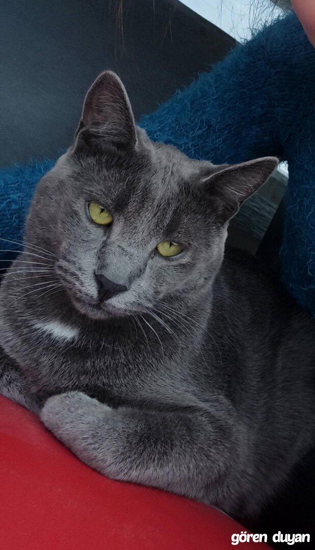 Kayıp Kedi (5.10.2026)