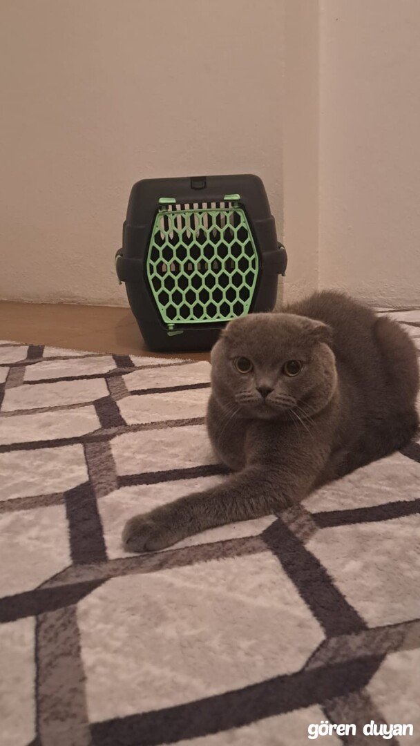 Kayıp kedi İstanbul Küçükçekmece Sefaköy İnönü mahallesi/Tevfikbey Mahallesi