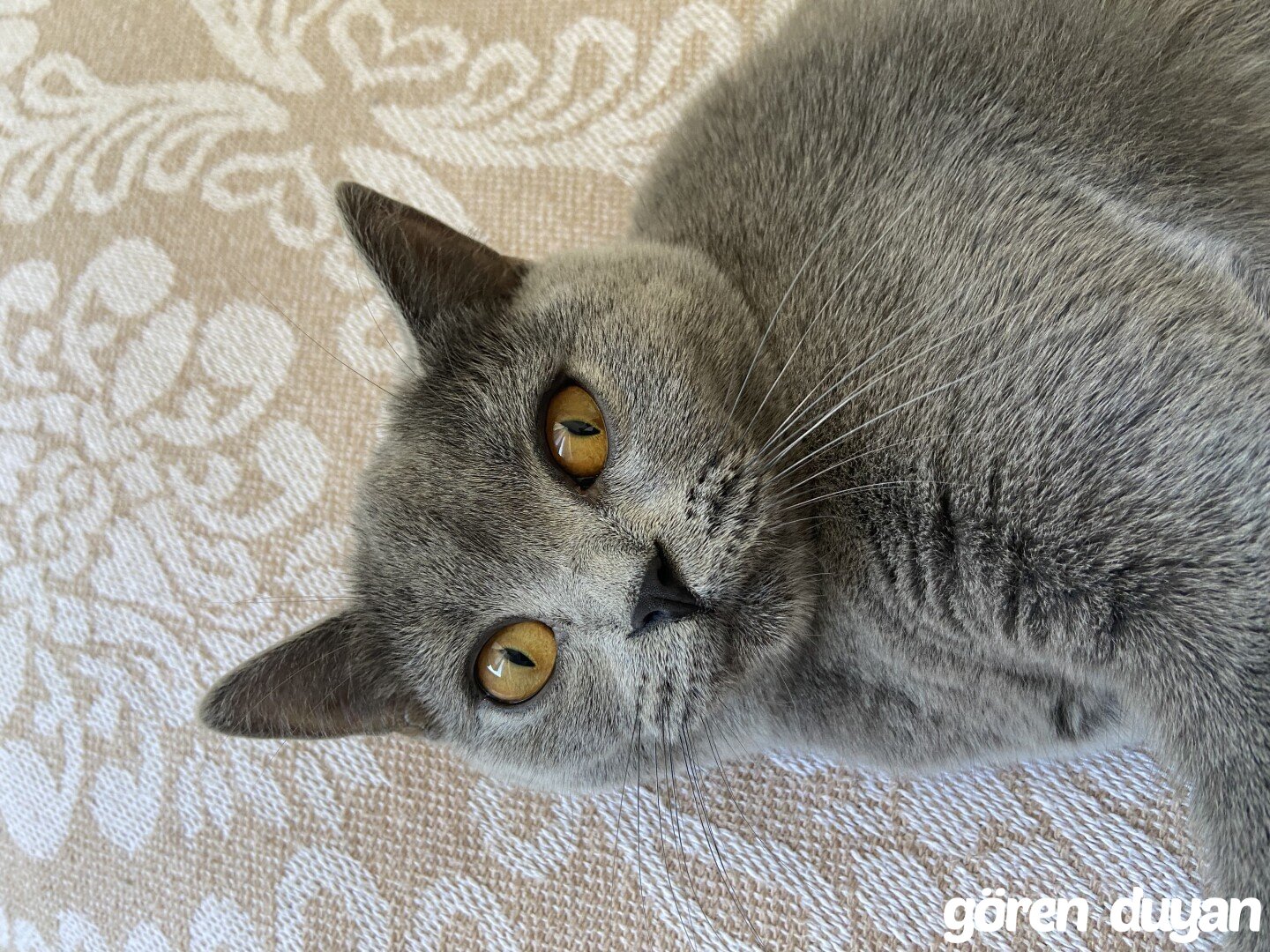 Kayıp Kedi (10.10.2026)
