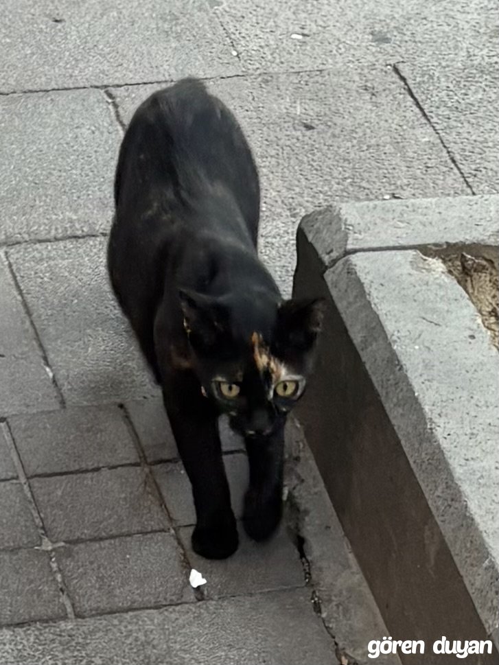 Sahibi Aranıyor: Kedi (10.10.2026)