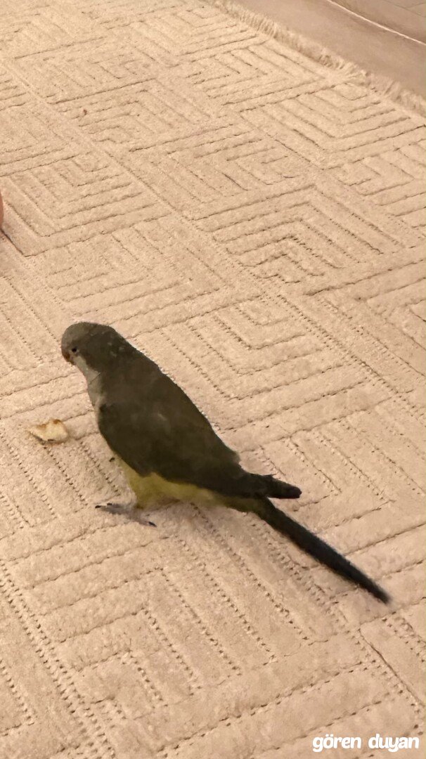 Yeşil Sultan papağanı erkek
