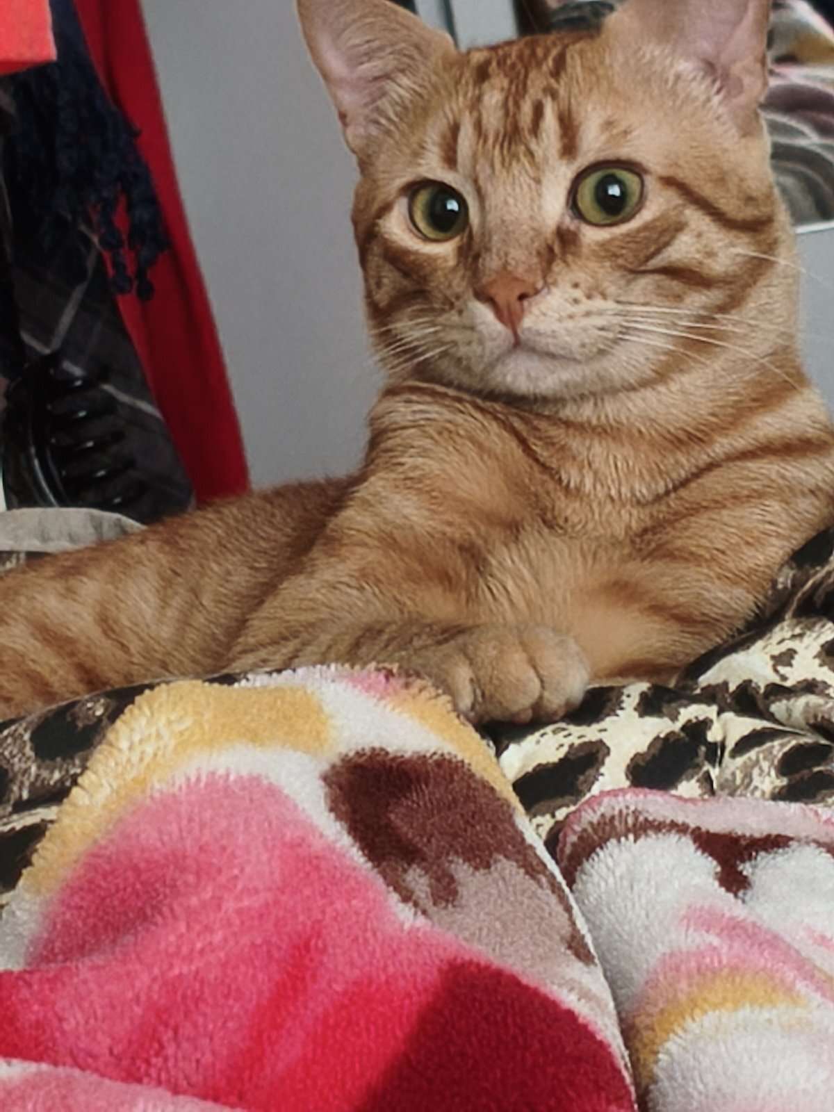 Kayıp Kedi (10.10.2026)
