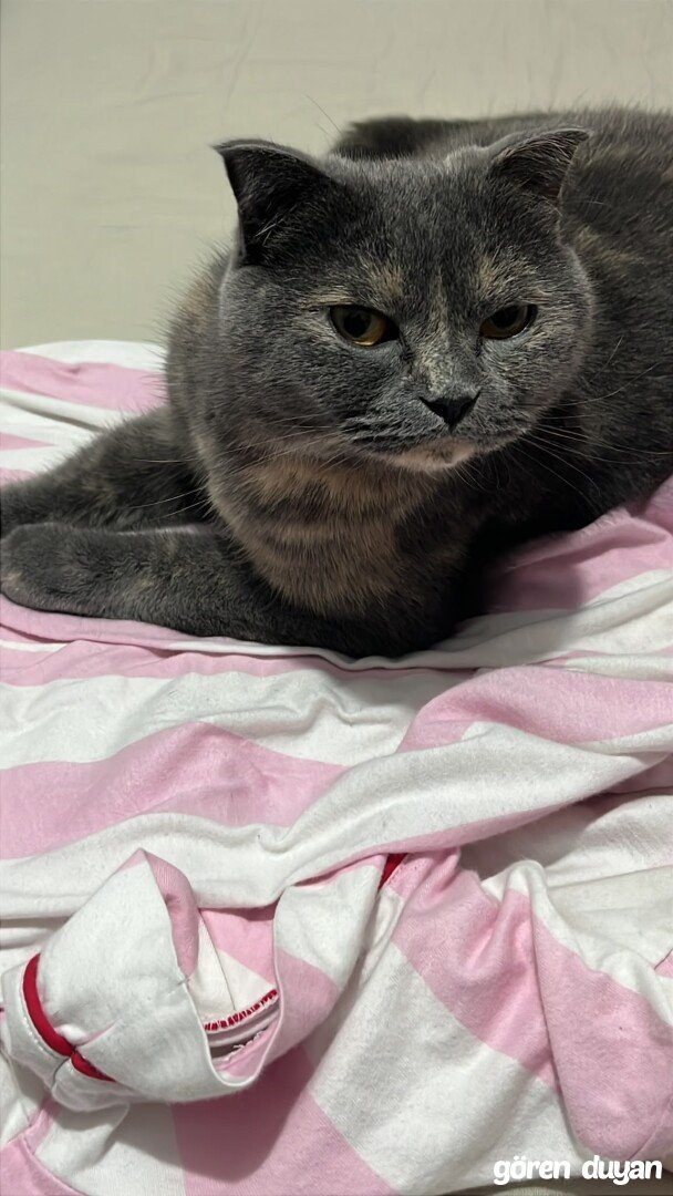Kayıp Kedi (11.10.2026)