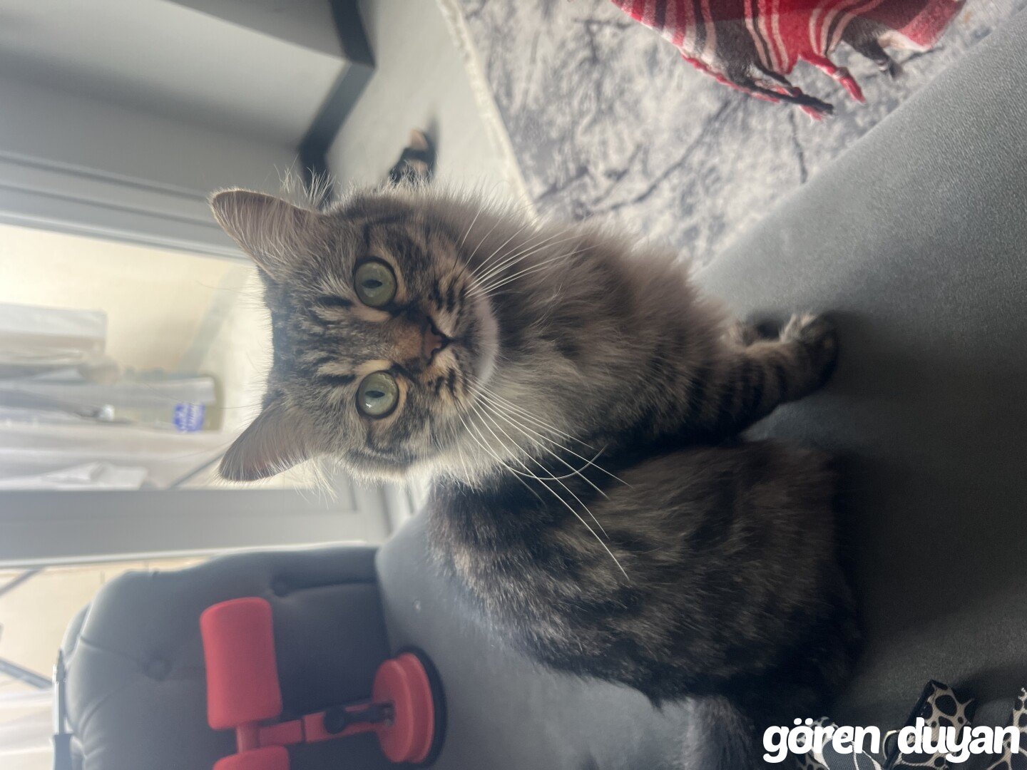 Kayıp kedi Bursa Görükle