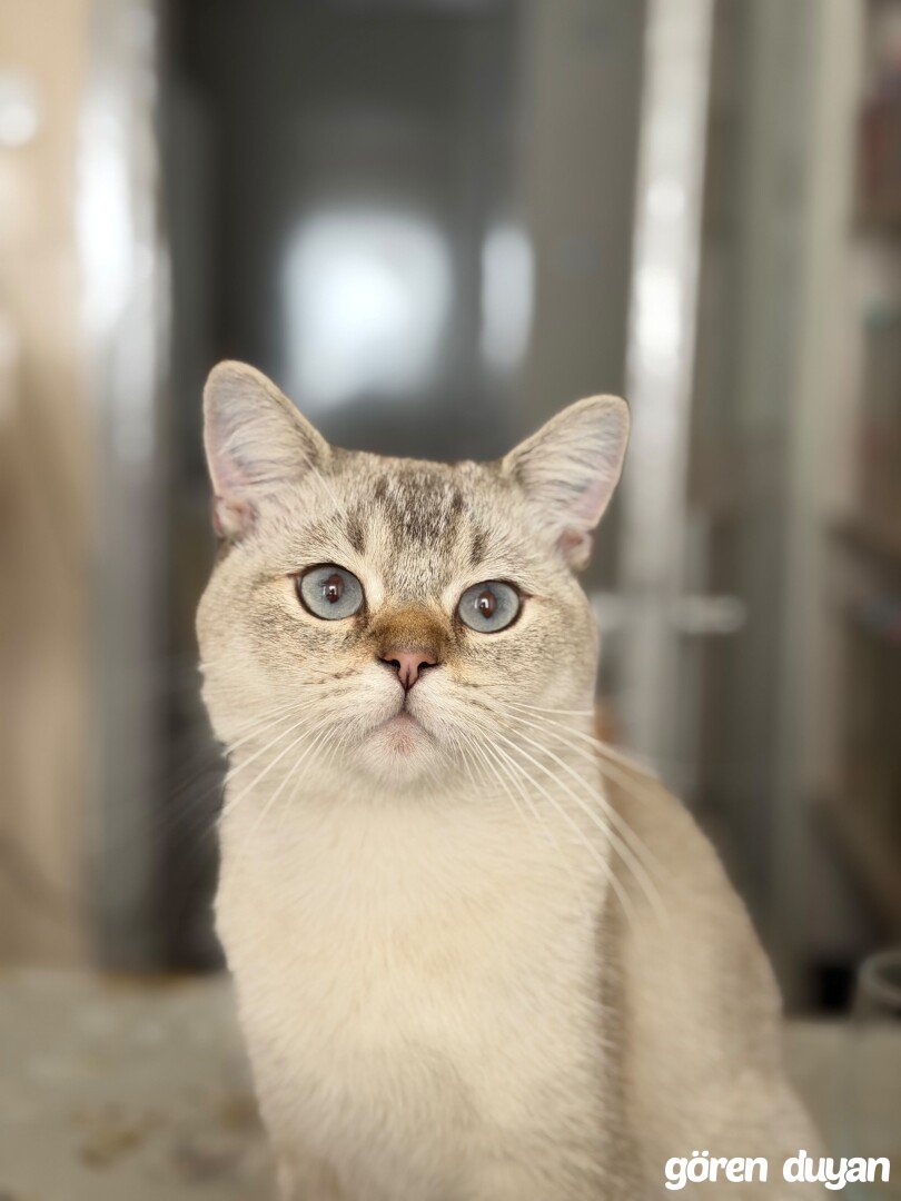 Kayıp Kedi (05.10.2026)