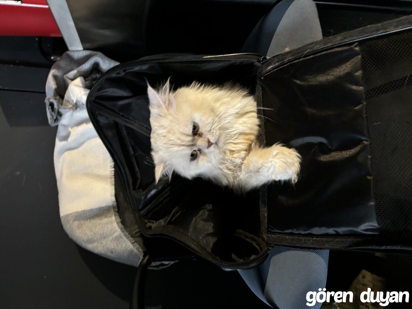 Kayıp Kedi (1.06.2026)