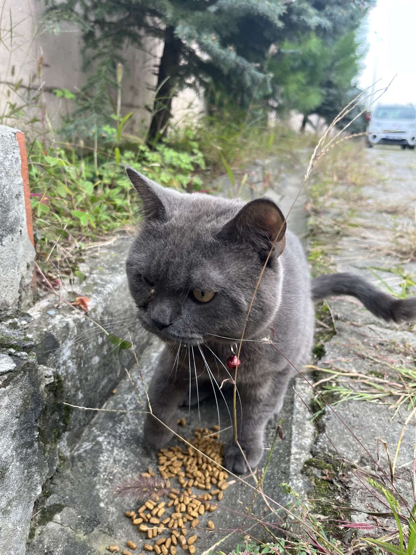Bulvar Kent Sitesinde Kayıp Kedi Sahibi Aranıyor