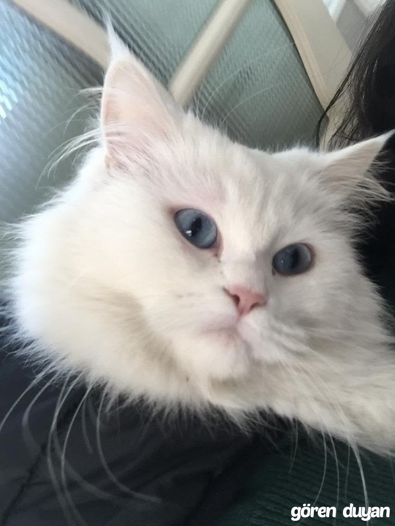 Kayıp kedi - Avcılar