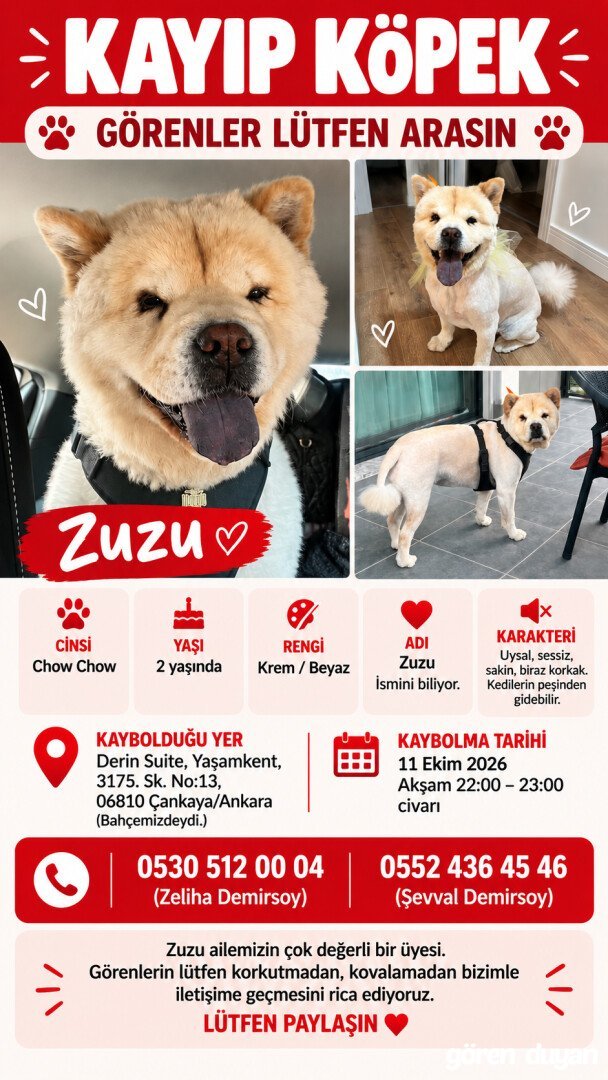 Kayıp Chow Chow- Zuzu
